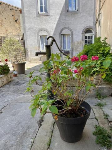Le Patio Cathare Apartment Carcassonne Exterior foto